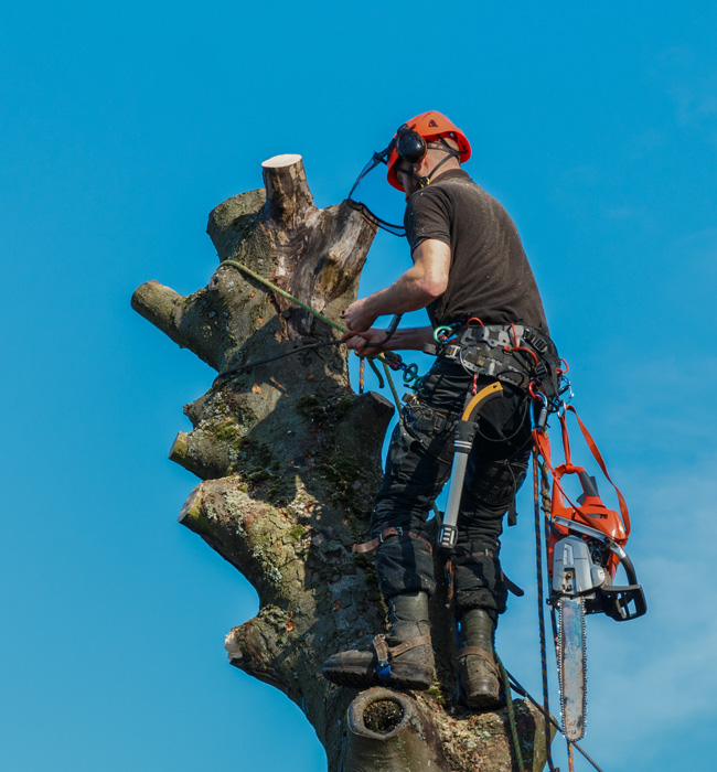 SJ Tree Service Landscaping And Snow Removal Arborist Services