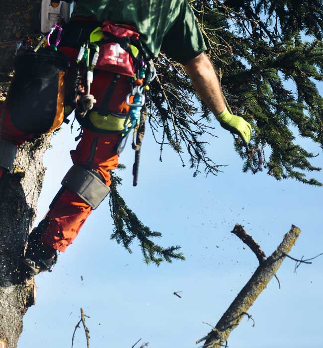 SJ Tree Service Landscaping And Snow Removal Arborist Services