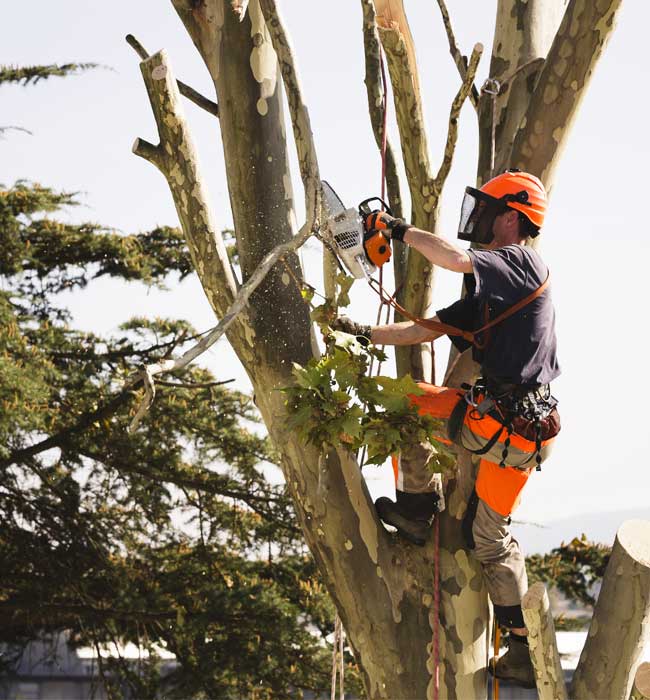 SJ Tree Service Landscaping And Snow Removal Arborist Services