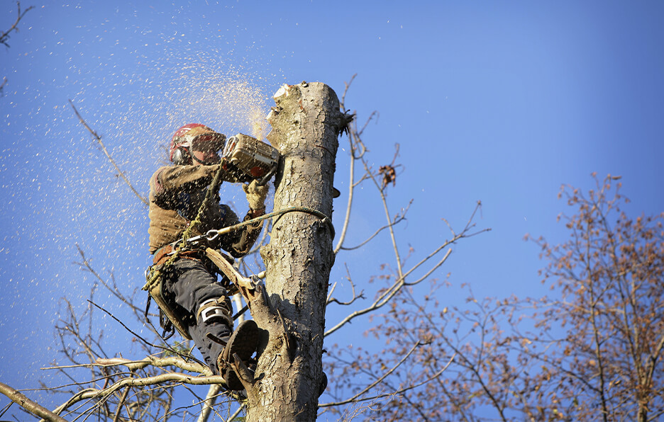 SJ Tree Service Landscaping And Snow Removal Tree Services